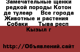 Замечательные щенки редкой породы Котон де тулеар  - Все города Животные и растения » Собаки   . Тыва респ.,Кызыл г.